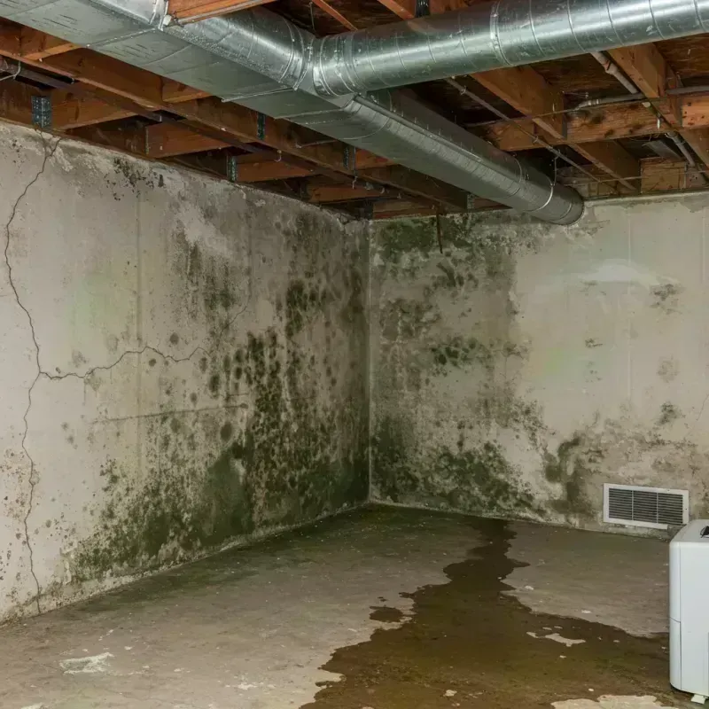 Professional Mold Removal in Highlands Ranch, CO